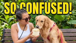 My Dog's Reaction To Coconut Was NOT What I Expected