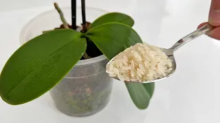 Füttern Sie Ihre Orchidee auf diese Weise. Und sie wird wie verrückt blühen!
