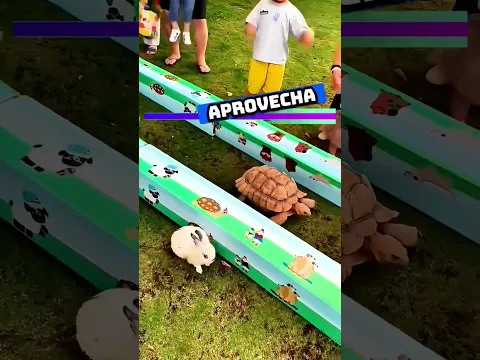 🐇🆚🐢 Conejo vs tortuga | #Esemajeengasado #LaCerpetadelosvrgzos #youtube #shorts