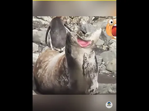 what did you do to the penguin #viral