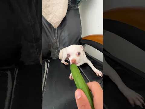 Doing Kuchi Kuchi with a cucumber🥒