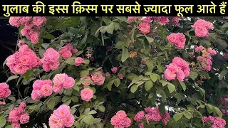 हज़ारों गुलाब एक साथ चाहिए तो , यह पोधा लगाना🌹| ROSE VINE | गुलाब की बेल | How To Grow & Care..