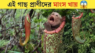 মাংস খাওয়া গাছ / Amazing Facts in Bangla