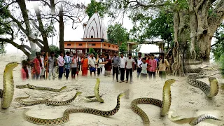 इसे कोबरा सांप समझने कि भुल ना करें, कोई बोले नाग है और कोई नागिन सब लोग डर गए इस कारनामे को देखकर 😱