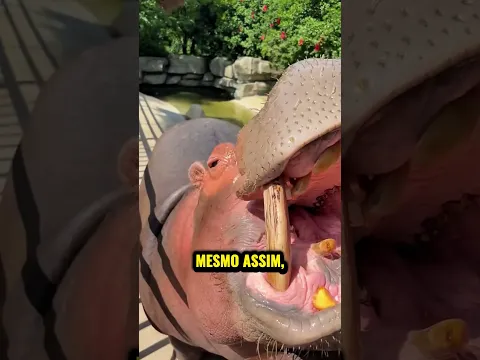 Aqui Está o Motivo Pelo Qual Nunca se Deve Brincar Com um Hipopótamo 😨🦛