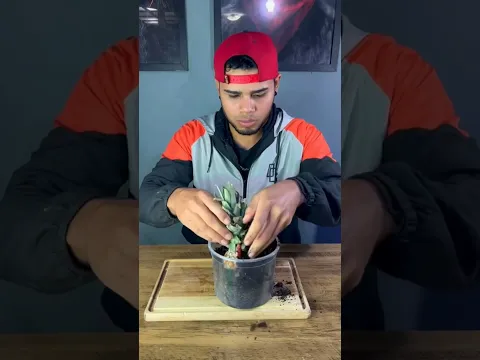 Real✅FAKE❌? watermelon 🍉 + 🍍pineapple || #maharajlucky #mrindianhacker #egofact1m#shortsvideo #short