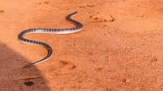 Common Krait Highly Venomous snake rescued by Mr COBRA| Poviarasan