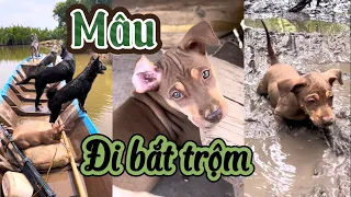 [Clip Ngắn] Dẫn lính nhõ đi bắt ăn trộm. Xám SopBi quậy đục nước.