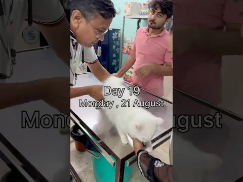 Rani 🐈 Gayi Doctor Ke Paas 🥺 #shorts #ashortaday #minivlog #tranding #cat #viralshort