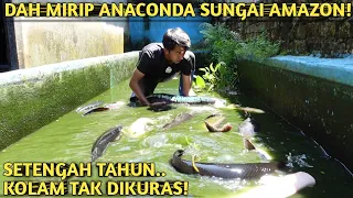 KOLAM LAMA TAK DIKURAS! MONSTER PENGHUNI KOLAM MAKIN BESAR & BANYAK