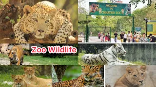 Chattbir zoological Park chandigarh  Lion 🦁 Tiger 🐯All  Animals  🦓 🦒 wildlife