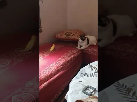 ذكر كناري هائج ع القطة 😂#اكسبلور #birds #cat