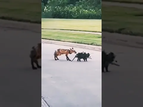 ZORRO Captura Una CRÍA De ZARIGÜEYA 🦊