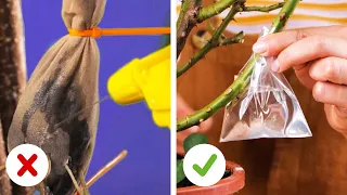 Ingeniosos trucos para cuidar tus plantas y que crezcan