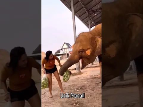 🤪मम्मी का खौफ हाथी को भी है😱मम्मी के नाम से डर गया बिचारा🤯😆 #funny #shortvideo #viralvideo #shorts