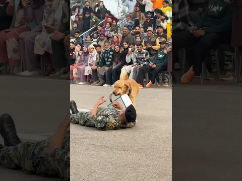 Bsf Dog 🐶 Ne ki Jawan👮🏻‍♂️ ki madad 🫶🏻 #dog #dogs #dogshorts #bsf #shortvideo #shorts #respect