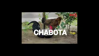 JEMAX - CHABOTA ( Video ) 