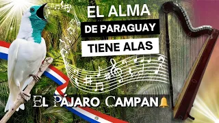 ¿Por qué ‘Pájaro Campana’ es el alma sonora de Paraguay? | Historia real