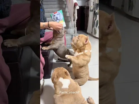 The Cutest Pregnant Dog in the World ❤️🐶 Part 1