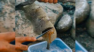 سبحان الذي خلق فأبدع. خليه عسل بوطويق