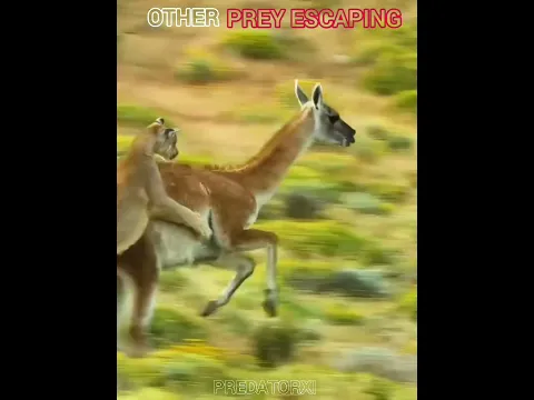 other prey escaping predator vs the last one