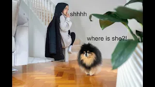 Hiding From My Dog In Front of Her Eyes | Cute Dog Looks for Owner