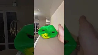 Someone stop this mad cat, Cat Modes compilation 🕵️‍♂️🐱