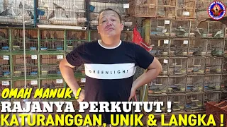 KING OF PERKUTUT ! PUSAT PERKUTUT KATURANGGAN, UNIK DAN LANGKA ! TEKUKUR KUK 2 & LANGKA