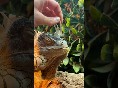 Imagine this 🤩 #foryou #youtubeshorts #animals #explore #shorts