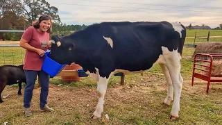 We Just Got A Steer, And Did NOT Expect Him To Be Like THIS!