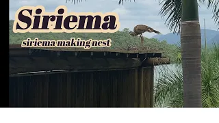 Siriema  #birds