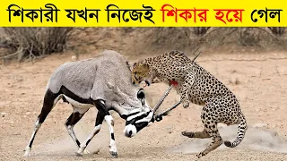 শিকারি যখন নিজেই শিকার || ভুল পশুর সাথে লড়াই করলে যা হয় | 10 Moments When Predators Failed
