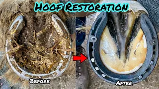 Farrier - ASMR! Shoeing a hairy horse! Satisfying!!!