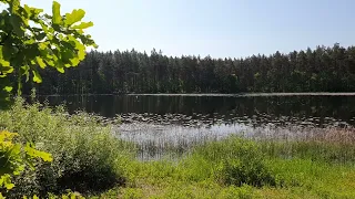 Apskriejęs ežerą pasisveikino   gulbinas. 2023.05.25