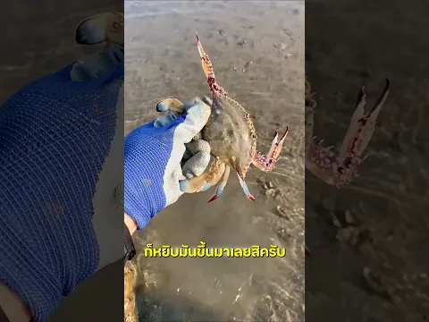 เดินหาอาหารทะเลกินริมชายหาด 🦀
