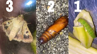 مراحل الدوده وهي بتتحول لي فراشه بشكل ادق❤️🦋🫨