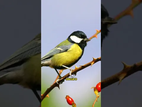 Increíble construcción de NIDO anti serpiente 🐍 🐦 🛠️#shorts