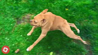 5 Things You Didn't Know About Short Spine Syndrome in Dogs