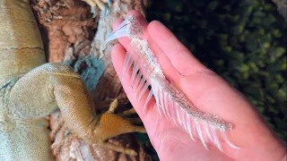 Buddy’s shedding videos . So satisfying to watch .