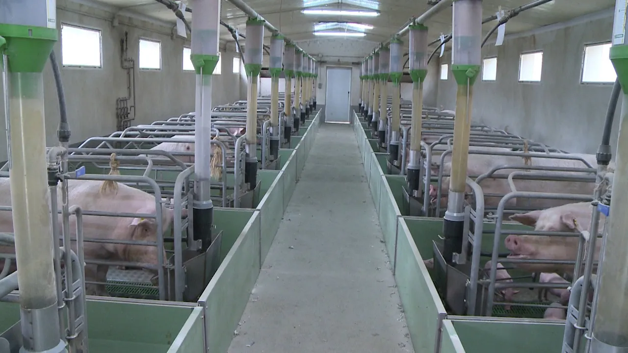 Els ramaders guanyen 2,5 euros més per porc que fa un any