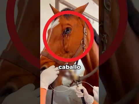 ¿Por Qué Este Caballo Está Llorando? La Razón Te Sorprenderá 😢