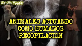 PERROS ACTUANDO COMO HUMANOS -RECOPILACION 1 HORA