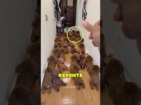 Esse Cachorro se Torna uma Pelúcia 😲❤️🤣