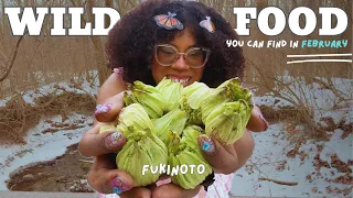 A Wild Food You Can Find in February?! ☃️ FUKINOTO (Giant Butterbur)