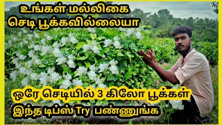 💥😱3கிலோ மல்லிகை பூக்கள் ஒரே செடியில் பூக்க சூப்பரான டிப்ஸ் 💥🤭💥🤭