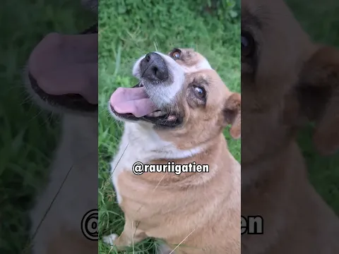 My Dog #viral #dog #animals #viral