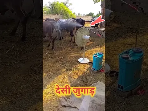 गायों को गर्मी से बचाने का देसी जुगाड़ 🤯 पशुओं को गर्मी से कैसे बचाए 🤯#shorts #shortsvideo