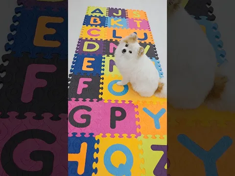 Alphabet  Puzzle Mat ABC Song #cutedog #learnenglish #colorful