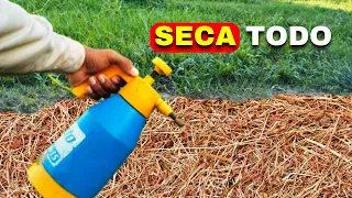 El mejor herbicida casero ORGÁNICO ECOLÓGICO: sin veneno (seca todo)