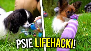 TESTUJEMY POPULARNE LIFEHACKI DLA PSÓW 🐶